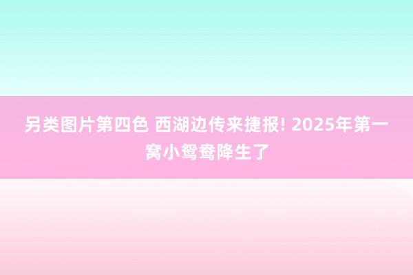 另类图片第四色 西湖边传来捷报! 2025年第一窝小鸳鸯降生了